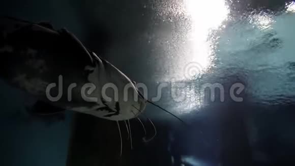 在珊瑚礁背景下的水下海洋中游泳的鱼和潜水员的气泡视频的预览图