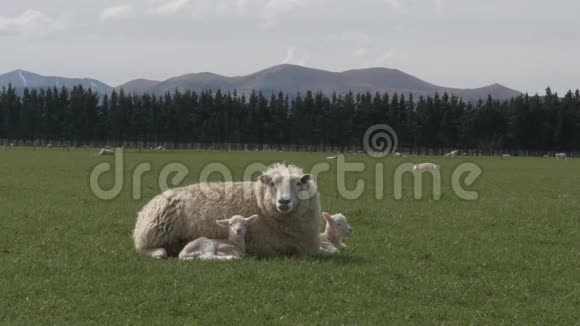 母羊在两只小羊羔上休息视频的预览图