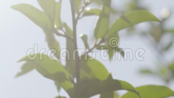 苹果树的绿叶泛阳光夏天的肥沃盛开的树木视频的预览图