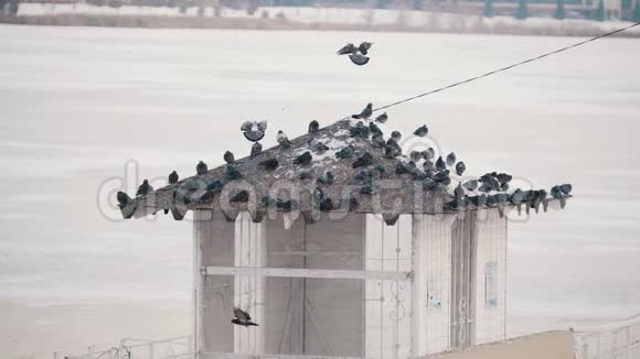 冬天一群鸽子坐在小屋顶上视频的预览图