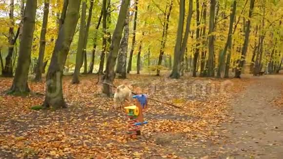 狗在秋色明亮的公园里用棍子奔跑视频的预览图