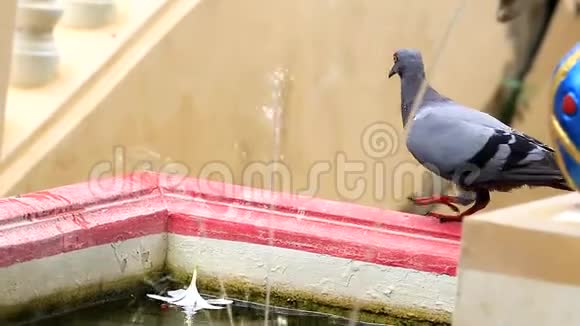鸽子想在池塘里喝水视频的预览图