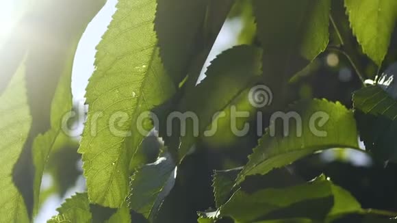 果树叶片在阳光下缓慢运动绿苹果树开花繁殖力视频的预览图