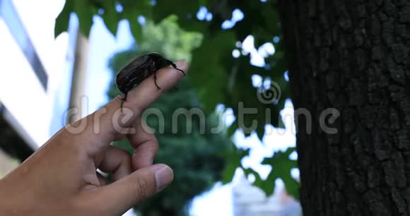东京街道附近的一棵树上一只手指上的雌甲虫靠近了视频的预览图