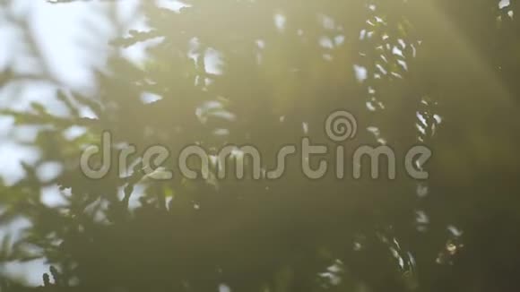 阳光穿过针叶树阳光照射在云杉枝上视频的预览图