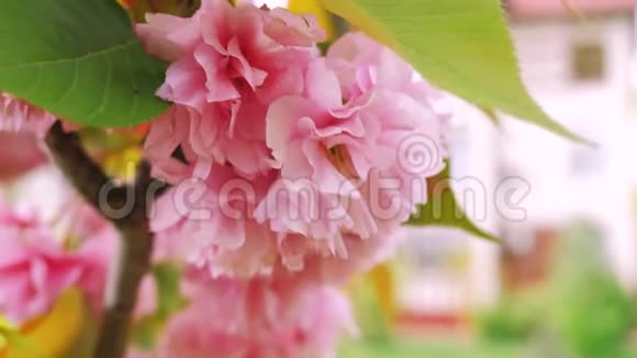 粉红色的开花树春天的树开着美丽的粉红色的花视频的预览图