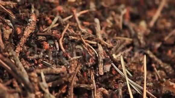 病及其栖息的蚂蚁视频的预览图