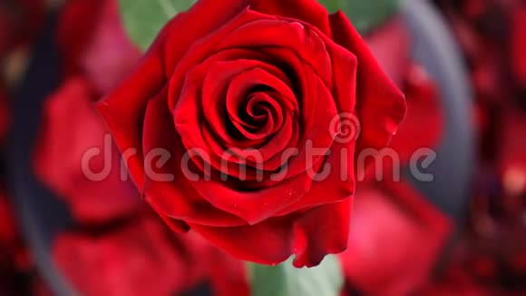 俯视红玫瑰花旋转特写背景美丽的暗红色玫瑰特写视频的预览图