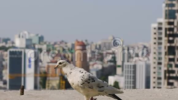饿鸽吃面包慢动作城市背景城市鸟巢视频的预览图