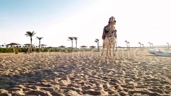 埃及海滩上美丽的白骆驼的4k平移视频海滩上的传统娱乐视频的预览图