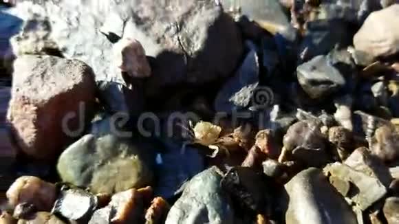 岩石上的小螃蟹视频的预览图