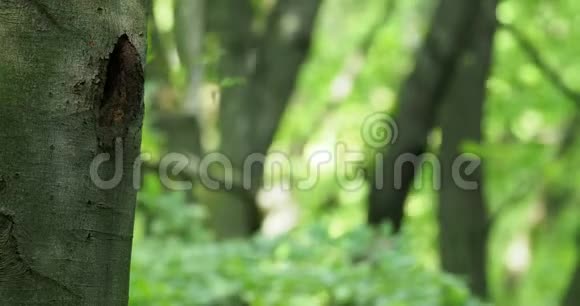 这只年轻的黑啄木鸟在森林里在看着从巢洞里出来它的父母视频的预览图