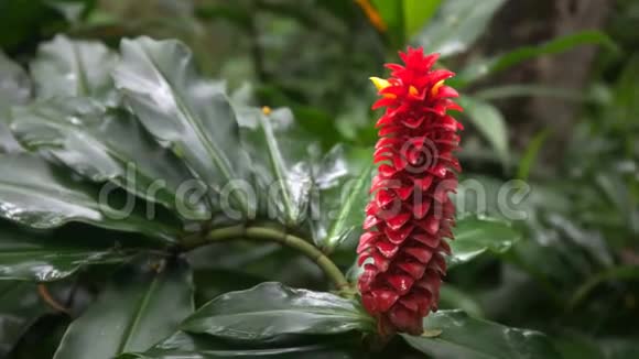把一朵红塔姜花关在毛伊岛上视频的预览图