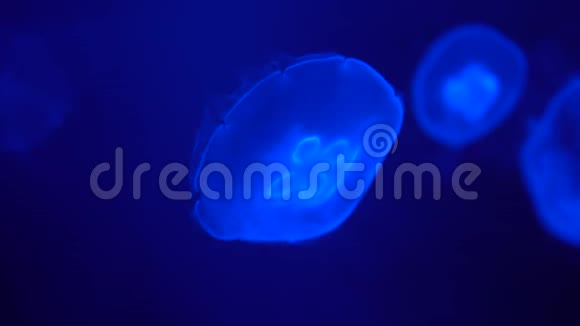 蓝色背景下的水母在水下观察热带地区的海洋居民视频的预览图