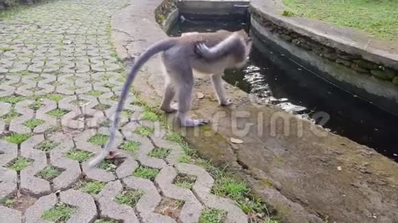 公园里的猴子正在池塘附近休息视频的预览图