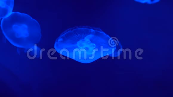 鱼在霓虹灯的照射下慢慢地游到蓝色的水里视频的预览图