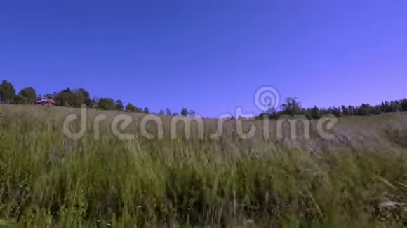华丽的自然景观视野绿草在风中摇曳蓝天背景下的绿草地视频的预览图
