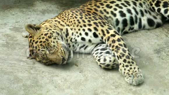 豹子睡得很近视频的预览图