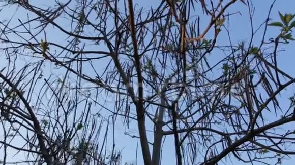 春天的卡特帕树视频的预览图