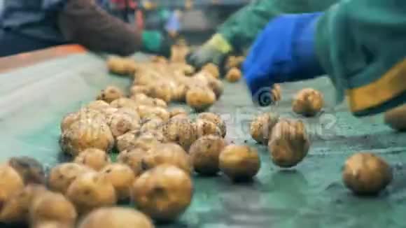 许多工人在一家工厂分拣土豆关门视频的预览图