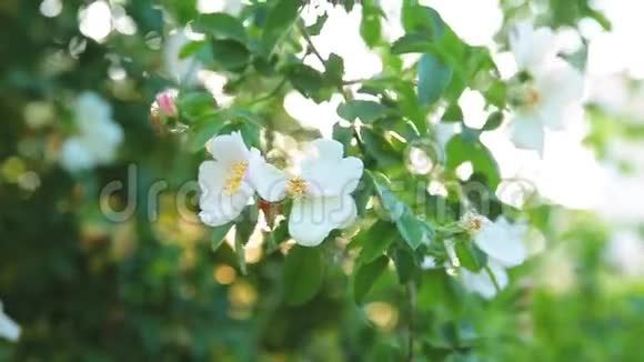 树上的近枝绿色的叶子和美丽的春天的白花在风中迎着灿烂的摇曳视频的预览图
