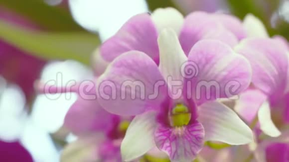美丽的粉红色和白色兰花在兰花花园绽放自然背景视频的预览图