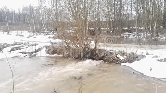 充满活力的溪流森林春天视频的预览图