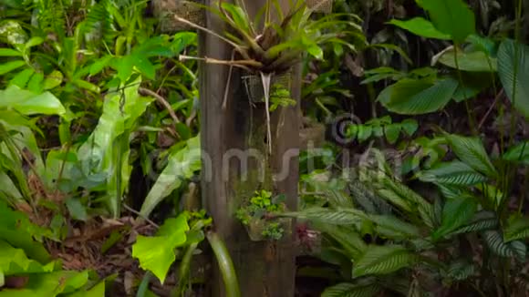 热带和亚热带气候中热带花园中的大型树木上常生长的附生植物视频的预览图