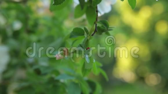 瓢虫在绿树叶上爬行背景模糊在瓢虫爬行蚂蚁旁边视频的预览图