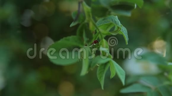 树叶上瓢虫爬行特写过渡聚焦美丽的春白花视频的预览图