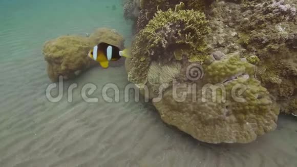 热带鱼在海底珊瑚礁附近游泳在清澈的海洋水下观鱼观察海洋生物视频的预览图