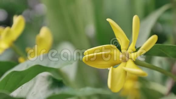 合上黄花风在黄昏的太阳下吹着一束花视频的预览图