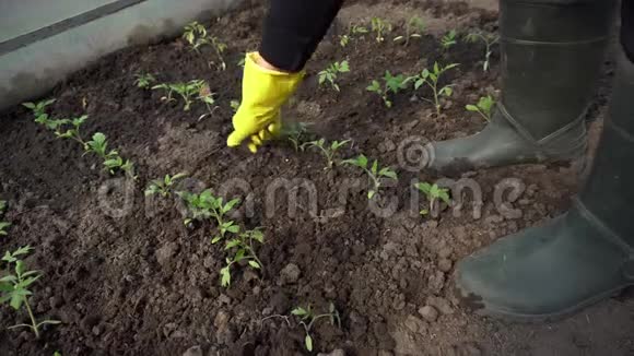 农民在春季温室番茄幼苗中松土农业视频的预览图