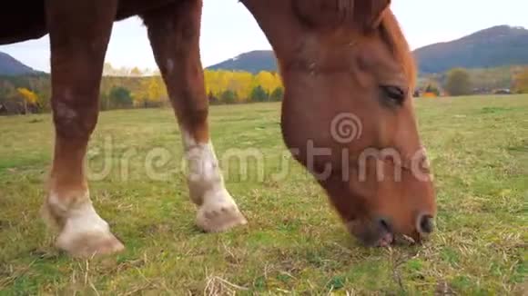 吃草的马的特写视频的预览图