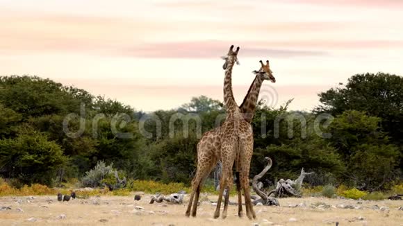 两个可爱的长颈鹿在爱托莎纳米比亚野生动物非洲狩猎视频的预览图