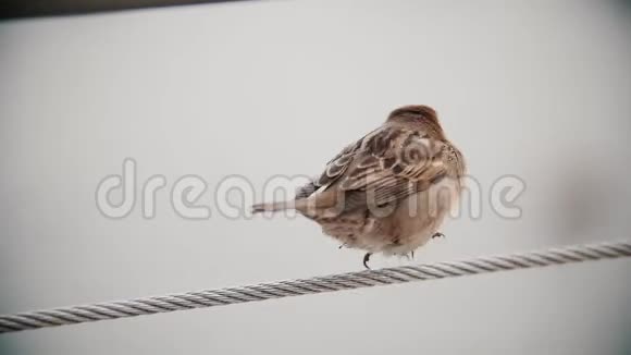 一只可爱的小麻雀坐在伸展的绳子上可爱的鸟慢动作视频的预览图
