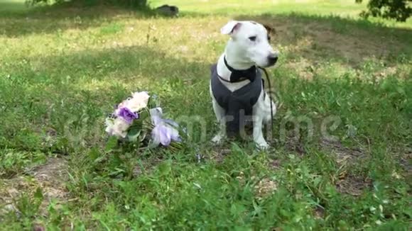 杰克罗塞尔猎犬穿着新郎服装在公园里慢动作着婚礼花束视频的预览图
