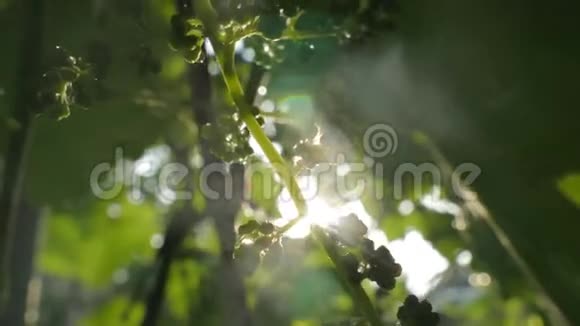 清晨的小葡萄背景视频的预览图
