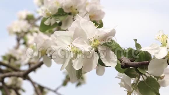 苹果的白色花朵和花蕾视频的预览图