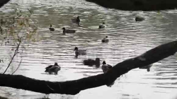 成群的鸭子悬垂的游泳和好奇的鸽子视频的预览图