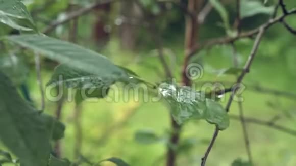 雨滴在花园里视频的预览图