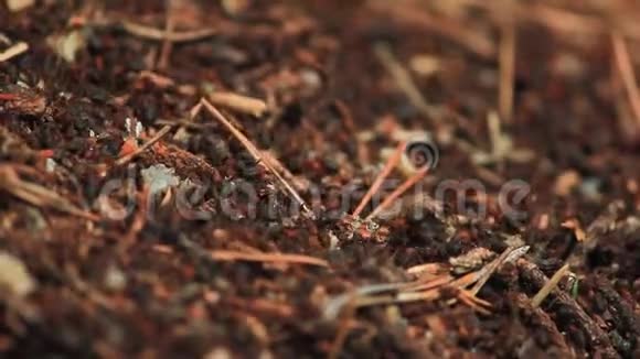 病及其栖息的蚂蚁视频的预览图