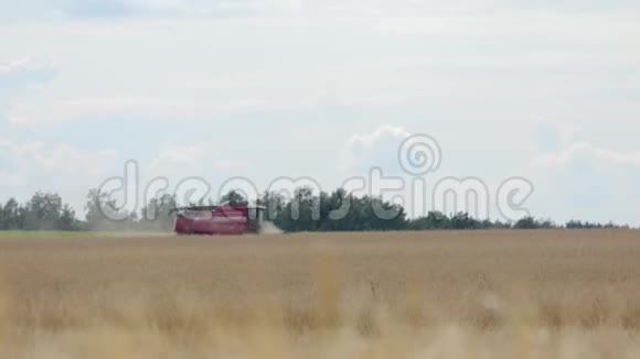 联合收割机红色去除成熟的橙耳黑麦小麦在干燥的阳光下夏季天气视频的预览图