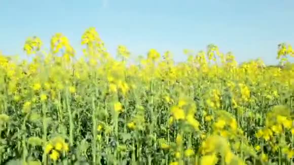 美丽的野芥子花盛开是一道风景优美的自然景观视频的预览图