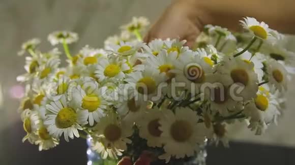 女性手触摸美丽的大束新鲜的田野春菊花视频的预览图