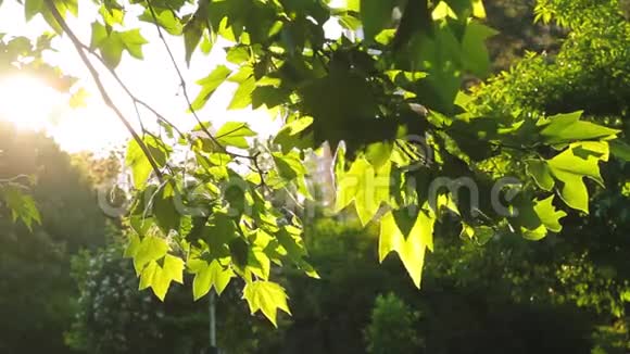 美丽的阳光透过绿叶在树上沙沙作响视频的预览图