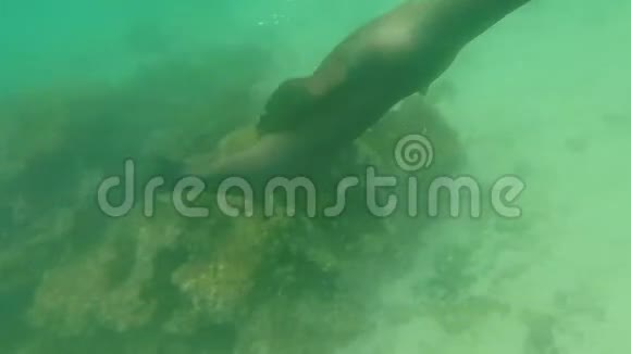 在加拉帕戈斯海底游泳的海狮视频的预览图