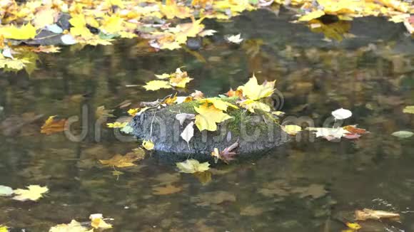 秋天的河流和落叶视频的预览图