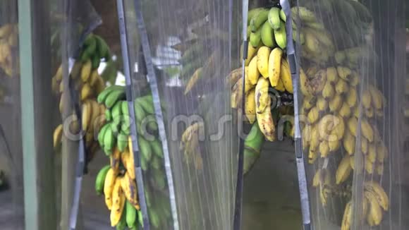 通往哈纳的路上路边摊上的一捆香蕉视频的预览图