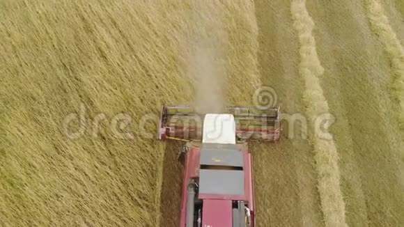联合收割机红色去除成熟的橙耳黑麦小麦在干燥的阳光下夏季天气视频的预览图